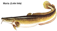 burbot