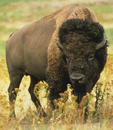 Bison