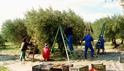 Harvesting Olives