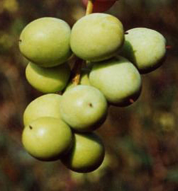 Arbequina