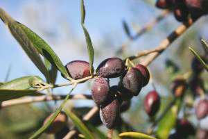 Koroneiki Olives