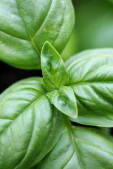 Fresh Basil