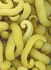 Pasta Regionale