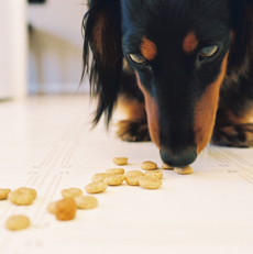 bobby enjoying some gourmet dog treats