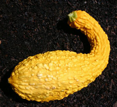 Crookneck Squash