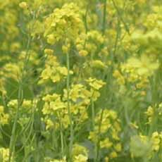 Mustard Flowers