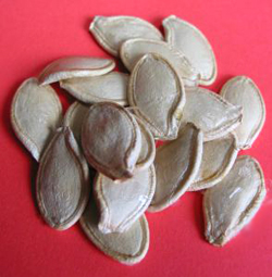 Squash Seeds