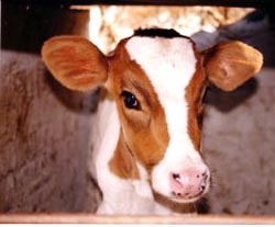 Calf