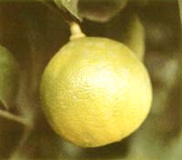 bergamot orange
