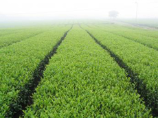 tea plantation