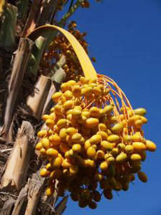 Date Palm Tree