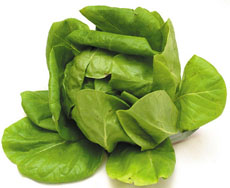 Boston Lettuce