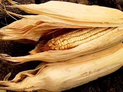 White hominy corn