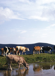 Piave Vecchio Cows