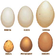 The Nibble: Eggs - Types Of Eggs