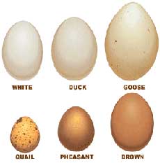 Duck Egg Chart