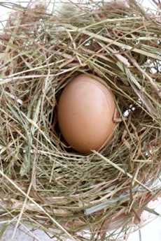 Egg In Nest