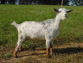 Nigerian Dwarf goat