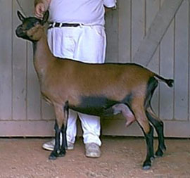 oberhasli