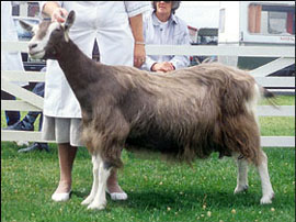 toggenburg