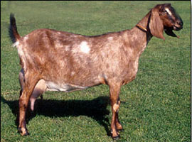 nubian goat