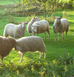 East Friesian Sheep