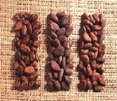 cacao beans