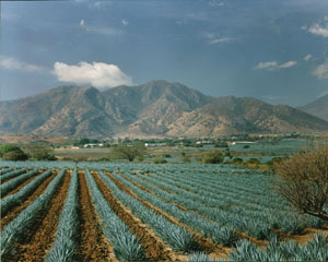 Agave Fields