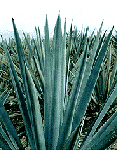 Agave Plant