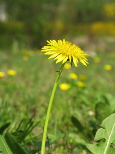 Dandelions