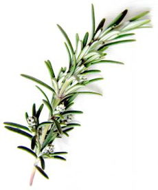 Rosemary