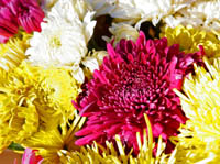 chrysanthemums