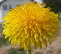 dandelion
