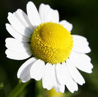 chamomile