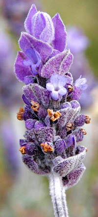 lavendar