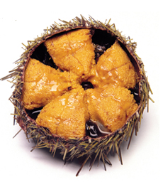 Sea Urchin Roe