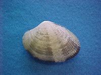 manilla clam