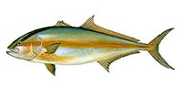 amberjack