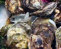 blue point oysters