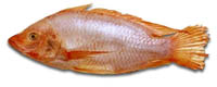 tilapia