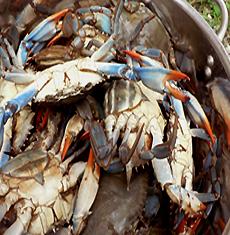 Blue Crabs