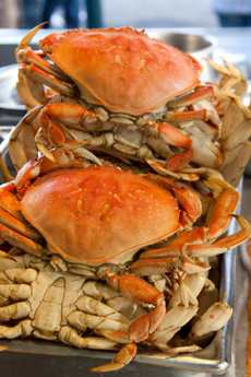 Dungeness Crab