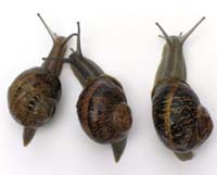 Snails