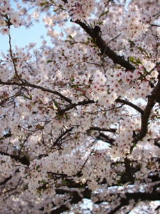 Cherry Tree