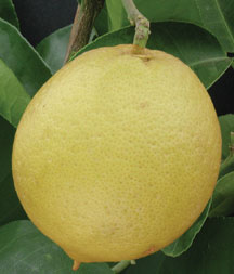 Sweet Lime