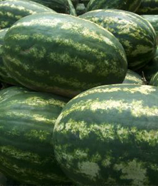 Oval Watermelon
