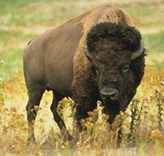 Bison