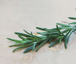 Rosemary