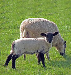 Lamb and Mutton