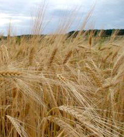 Durum Wheat